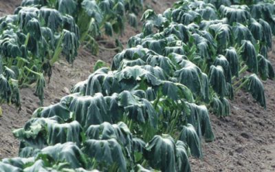 Estrés de plantas y prolina