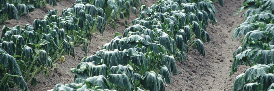 Estrés de plantas y prolina