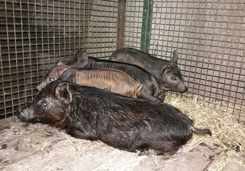 Cerdo criollo costero: una raza autóctona con atributos esenciales