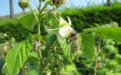 Polinización del frambueso: Recomendaciones generales
