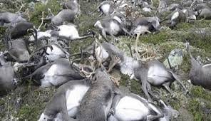 Unos 200 renos murieron de hambre en el Ártico por el cambio climático