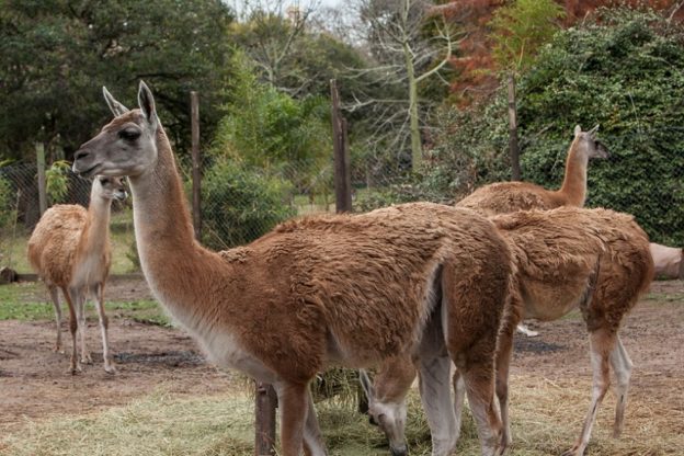 Nuevo plan para el manejo sostenible del guanaco y su conservación