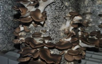 Aprovechan el descarte de girasol para producir hongos y biofertilizantes