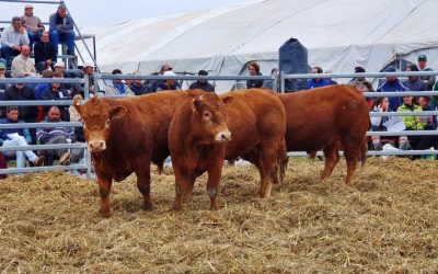 Jóvenes criadores se unen para derribar los mitos sobre el Limousin
