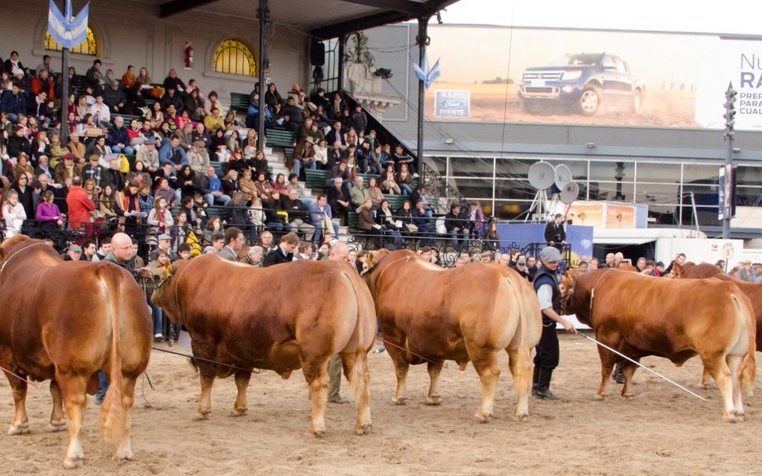 Limousin llega a la Expo Rural 2019, con animales de pedigree de Córdoba y Buenos Aires