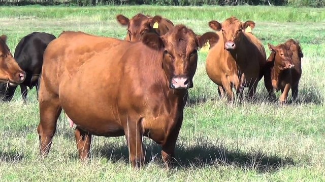 Advierten que es difícil sostener el crecimiento  del stock vacuno con la actual faena de hembras