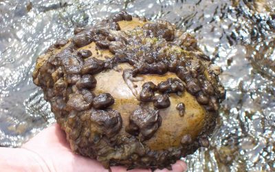 Disertaron sobre el alga invasora Didymo en Mendoza