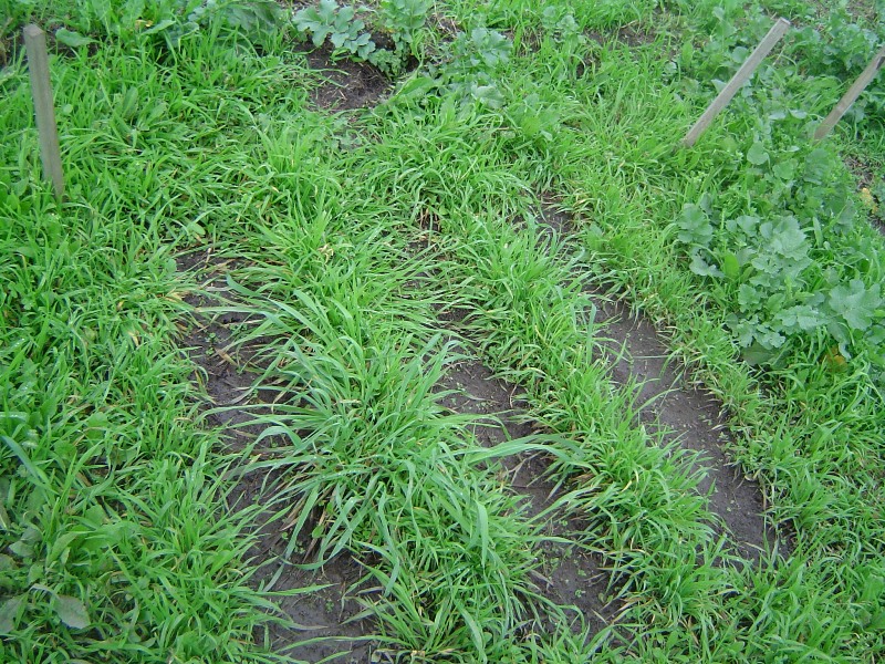 Analizan la competencia entre malezas y pasturas templadas