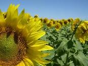 Nuevas lluvias mantienen la humedad superficial necesaria para la siembra gruesa y finalizó la de girasol