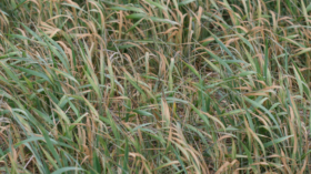 Se viene un marcado descenso de las temperaturas con heladas en Cuyo y el sur de la zona pampeana