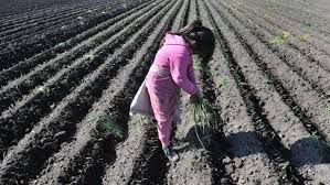 En búsqueda del ilegal trabajo infantil y otras irregularidades en el agro, Renatre actuó en 13 provincias