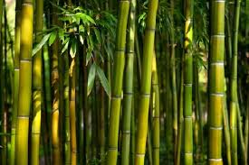 Presentan alternativas sustentables al cultivo de tabaco