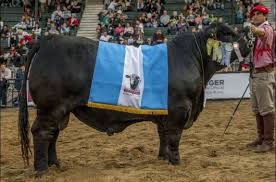Ganados y carnes: el desafío de llegar al podio