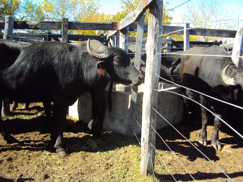 Descubren un virus de búfalos que contagia a vacas