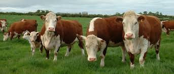 Encuesta CREA: el 47% de los productores aumentará la retención en la cría bovina