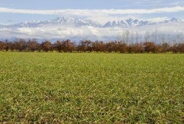 Declaran en emergencia o desastre agropecuario a departamentosde Santiago del Estero, Mendoza y Río Negro