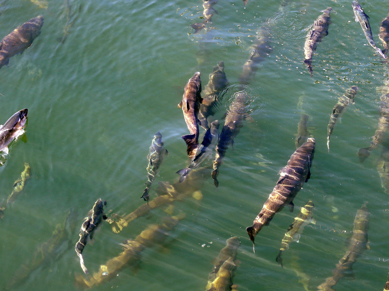 Los océanos de la Tierra se están volviendo más cálidos y más altos, y se está acelerando