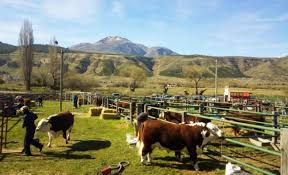 Hereford hará su 7º Exposición Nacional Patagónica, en Gral. Conesa