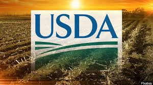 Informe del USDA: los datos destacados del reporte que impulsa a la soja