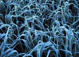 Heladas y falta de agua se ensañan con el trigo bonaerense