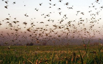 Una investigación expone las causas de las mangas de langostas que afectan a la Argentina