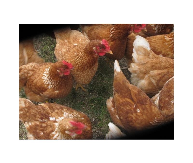 Diferencias entre pollo orgánico y pastoril