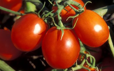 Con injertos, el cultivo de tomate rinde hasta un 58 % más