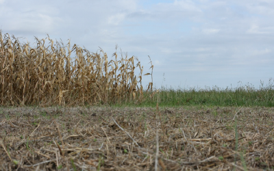 Sobre la biofertilidad de los suelos y el poder del manejo agrícola