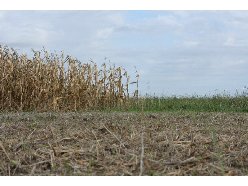 Sobre la biofertilidad de los suelos y el poder del manejo agrícola