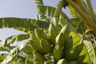 La FAO redobla esfuerzos para combatir una enfermedad del banano