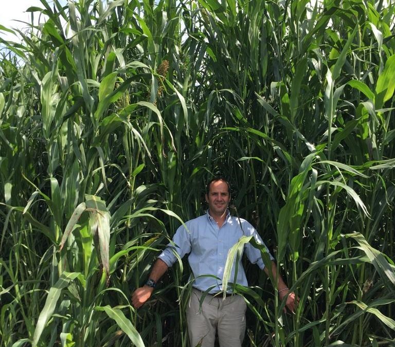 Tips para no fallar en la siembra de sorgo y maíz