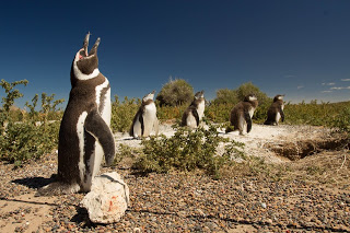 Trelew promociona la Temporada de Pingûinos y el verano en el Valle de Chubut
