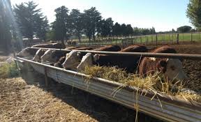Avanza el Cluster ganadero bovino del noreste patagónico