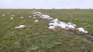 Murieron más de 3.500 ovejas por un brusco cambio en las condiciones climáticas en Corrientes