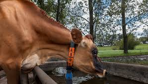 Estrés calórico en rodeos lecheros: La prevención estratégica como mejor opción