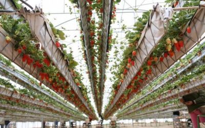 Un proyecto busca producir frutillas en invernadero y vender cuando no hay oferta