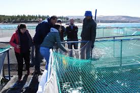 Muestreo anual en la zona libre de enfermedades de los salmónidos