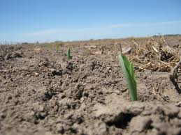 Las lluvias impulsaron la siembra de maíz en el este del país