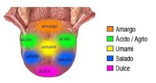 UMAMI, el quinto gusto que potencia la experiencia de comer pollo