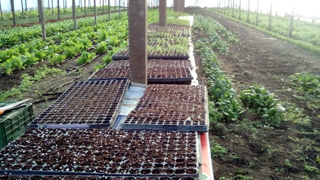Bolsones de verdura orgánica: de la huerta a la mesa