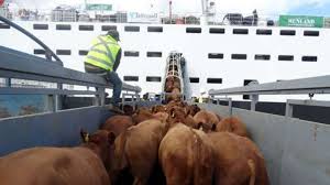La Federación de la Carne rechazó la exportación de ganado en pie