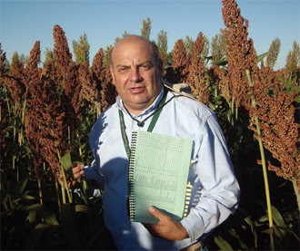 La utilización del sorgo en planteos ganaderos intensivos
