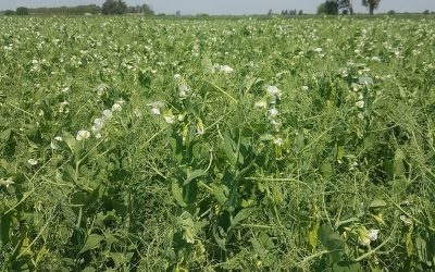 Evalúan una nueva variedad de arveja verde