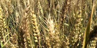 Nueva estimación productiva del trigo 2019-2020: 18,8 millones de toneladas