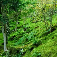 Las plantas y los hongos juntos podrían frenar el cambio climático.