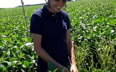 Soja: estudian cómo impacta la radiación solar en la calidad del grano