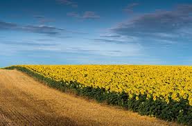 Las ajustadas reservas hídricas recortan la estimación de siembra de girasol y maíz