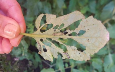 Los biopreparados mantienen a las plantas sanas y vigorosas