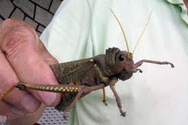 Se realizó la primera aplicación del controlador biológico para la tucura en Buenos Aires