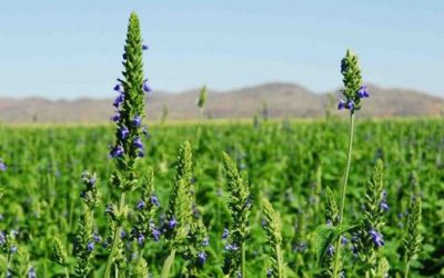 Por primera vez en el mundo, describen las etapas de crecimiento de la chía